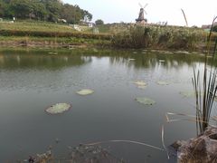 -大塘金香草谷