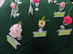 -金花茶公园