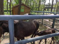 -长白岛森林公园