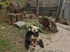 -都江堰中华大熊猫苑