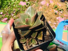 -秀丽东方