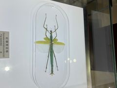 -上海昆虫博物馆