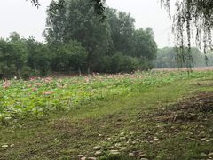 -东郊湿地公园