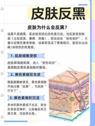 点击看大图 -玛莲朵·海菲秀冰珀科