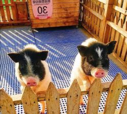 -萌宠亲子动物乐园(槐房万达店)