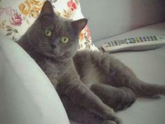 -纳吉亚猫专科动物医院博雅分院