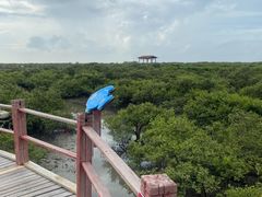 -北海金海湾红树林生态旅游区