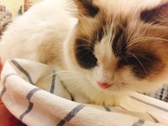 -猫色咖啡·猫咖