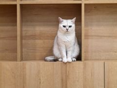-是阿柴呀！柴犬咖啡·爱喵喵猫咖