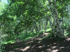 -乌兰布统景区-白桦林