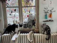 -海边的猫和咖啡馆