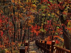 -云岭野山参风景区