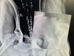 -小叮当动物医院·骨科·眼科