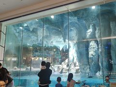 -帝企鹅自助餐厅•儿童岛•真企鹅(长隆企鹅酒店)