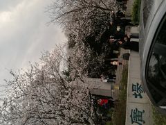 -武汉大学-樱园