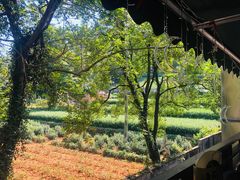 -随意茶庄·地道杭帮农家菜(梅家坞店)