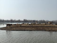 -宁波杭州湾国家湿地公园