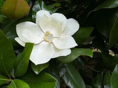 -棕榈岛海鲜自助餐厅(虹桥迎宾馆店)