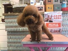 -安琪娜动物医院•健康管理•骨科•急重症诊疗中心