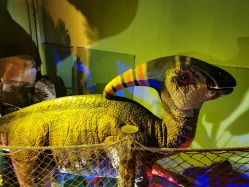 -恐龙探索乐园(磁器口店)