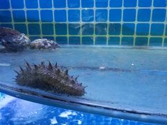 -前王院•巧克力海鲜市集餐厅(万平口店)