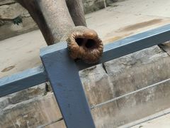 -深圳野生动物园