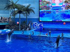 -海合安成都极地海洋公园