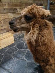 -Zoolung Zoolung动物主题公园(海信广场店)