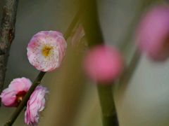 -香雪海