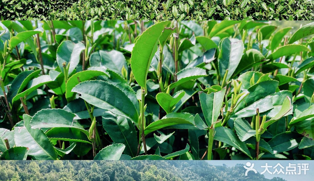 杭州游记｜茶文化主题展馆｜中国茶叶博物馆