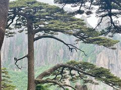 -黄山玉屏楼宾馆餐厅