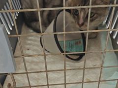 -瑞派罗医生宠物诊所(古镇分所)