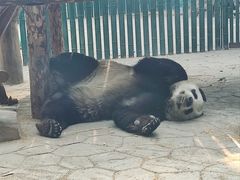 -沈阳森林动物园