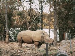 -清迈夜间动物园