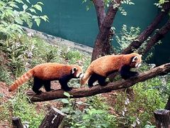 -合肥野生动物园