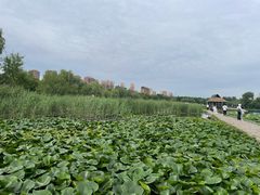 -前关湿地公园