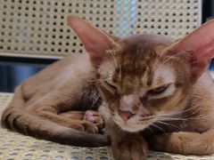 -琪喵猫屋·撸猫猫咖·猫舍