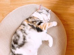 -猫和宫(六道口店)