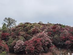 -贵州百里杜鹃风景名胜区