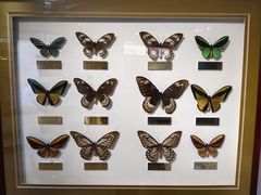 -上海昆虫博物馆