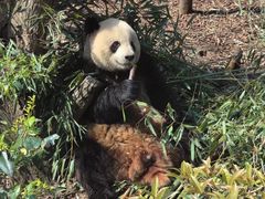 -成都动物园