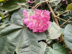 -中国科学院华南植物园