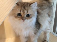 -爪爪喵星球·猫舍(前海卓越店)