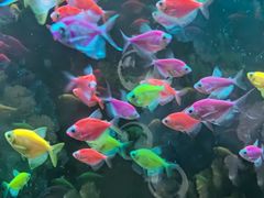 -沙沙哗啦海洋馆(华宇百花谷店)