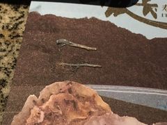 -板长寿司(铜锣湾店)