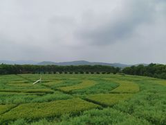 -苏州太湖西山岛开心农场