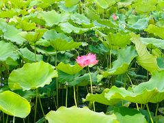 -野鸭湖国家湿地公园