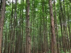 -山王坪喀斯特国家生态公园