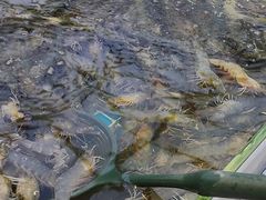 -集品鲜湾·蒸汽海鲜自助料理(青岛银座和谐广场店)