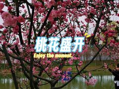 -合肥滨湖国家森林公园